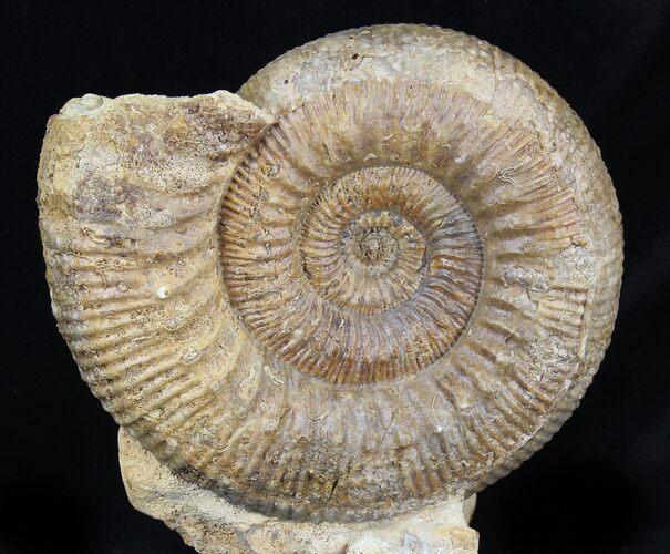 Stephanoceras Ammonite - Dorset, England #30782